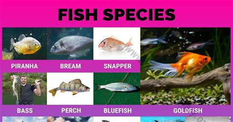 Get to know your fishes: 5 common species found in .